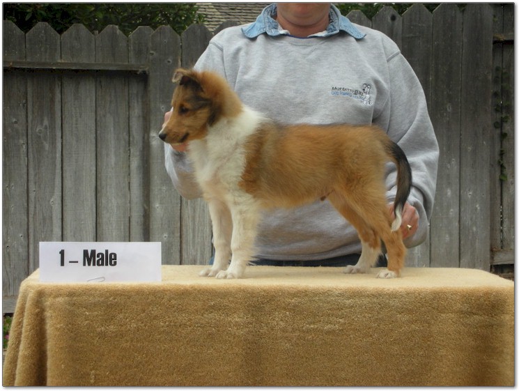 Razz / Hali - 1 - Male
