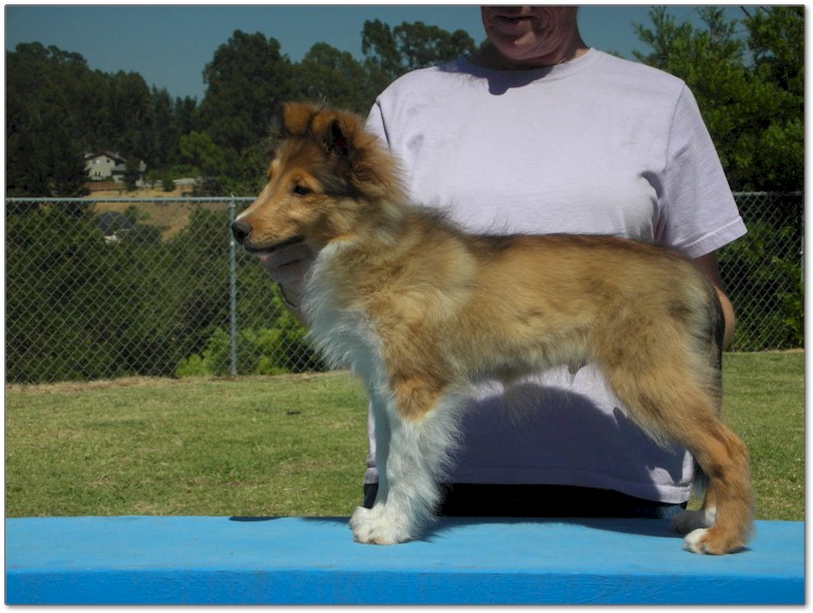 Razz / Hali - 2 - Male