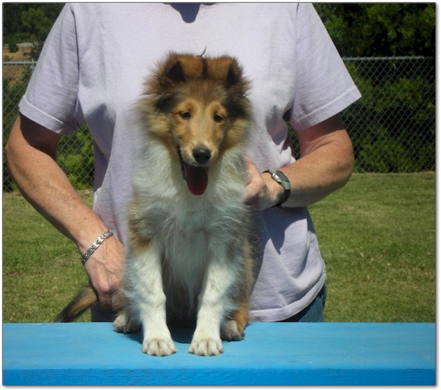 Razz / Hali - 2 - Male