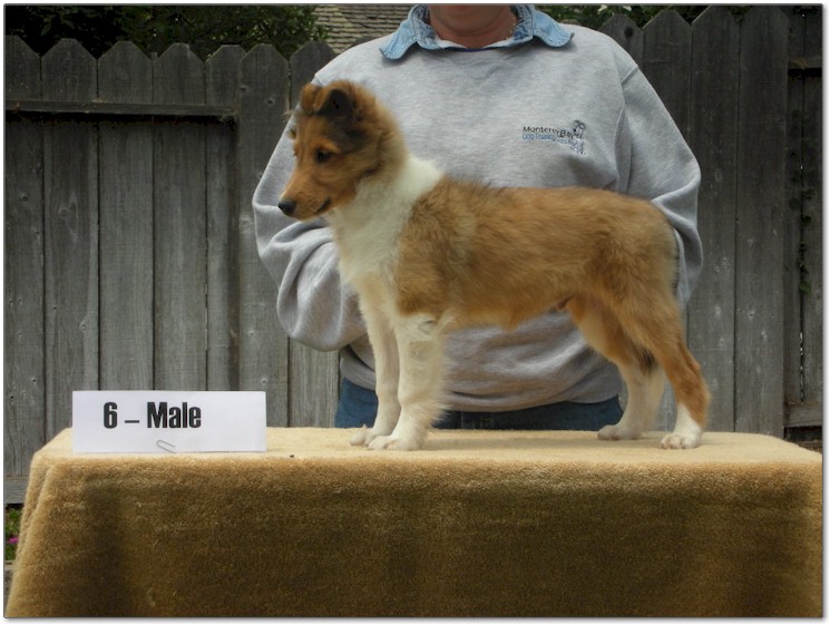 Razz / Hali - 6 - Male