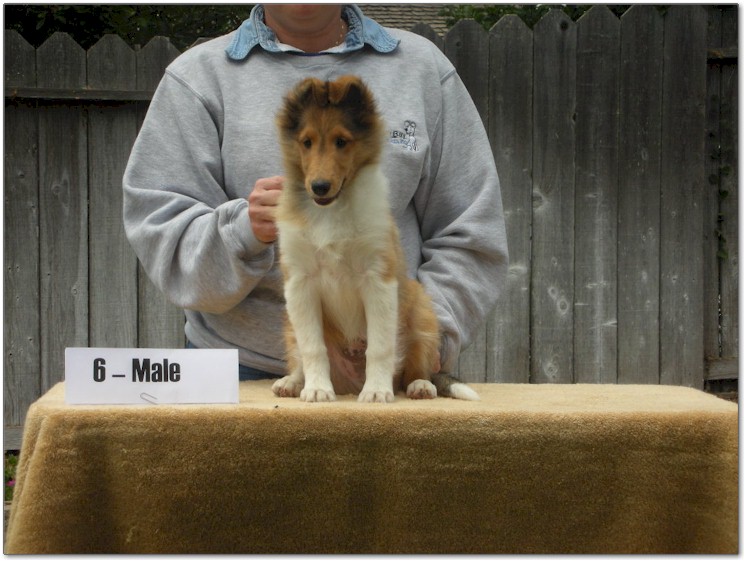 Razz / Hali - 6 - Male