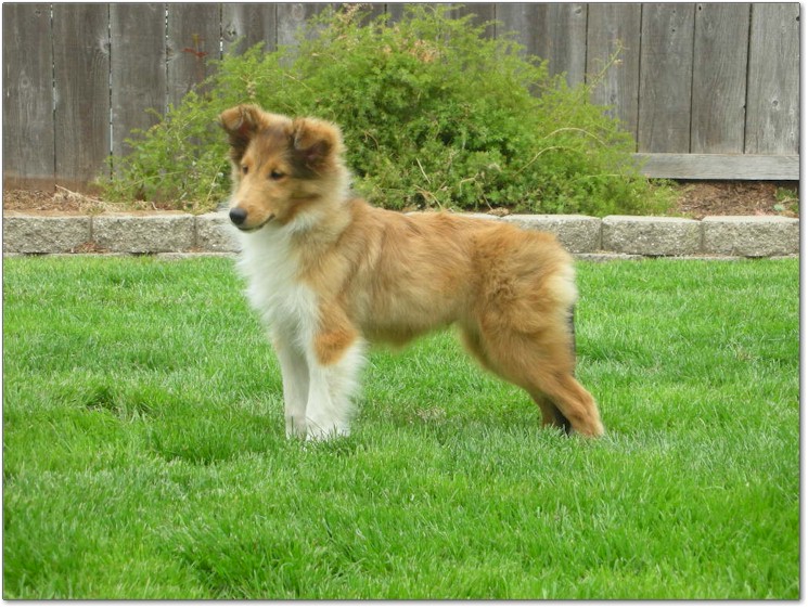 Razz / Hali - 2 - Male