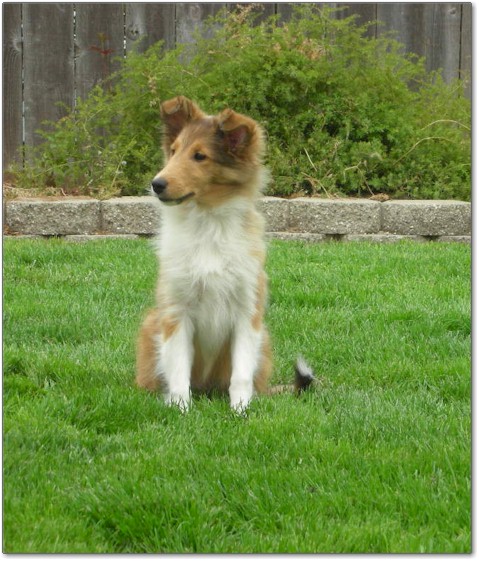 Razz / Hali - 2 - Male