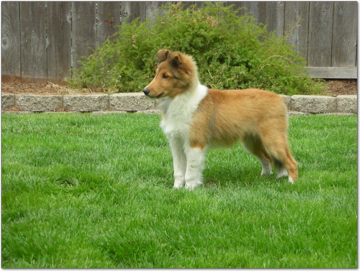 Razz / Hali - 6 - Male