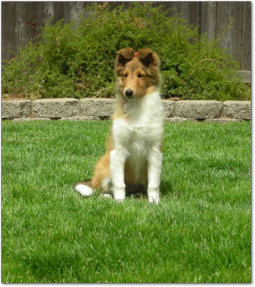 Razz / Hali - 6 - Male