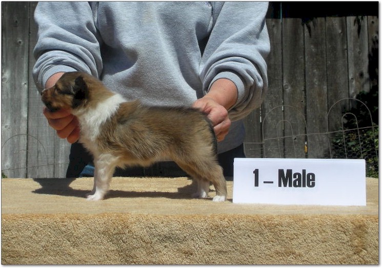 Razz / Hali - 1 - Male