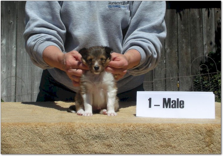 Razz / Hali - 1 - Male