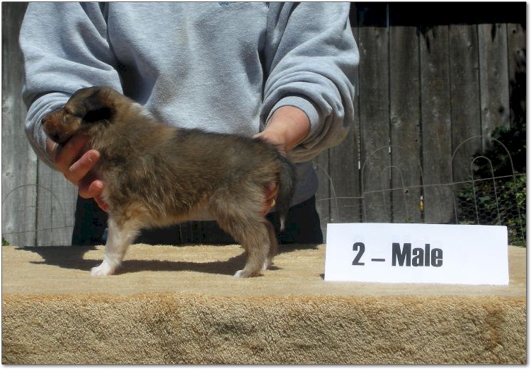 Razz / Hali - 2 - Male