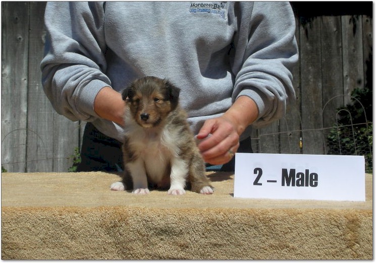 Razz / Hali - 2 - Male