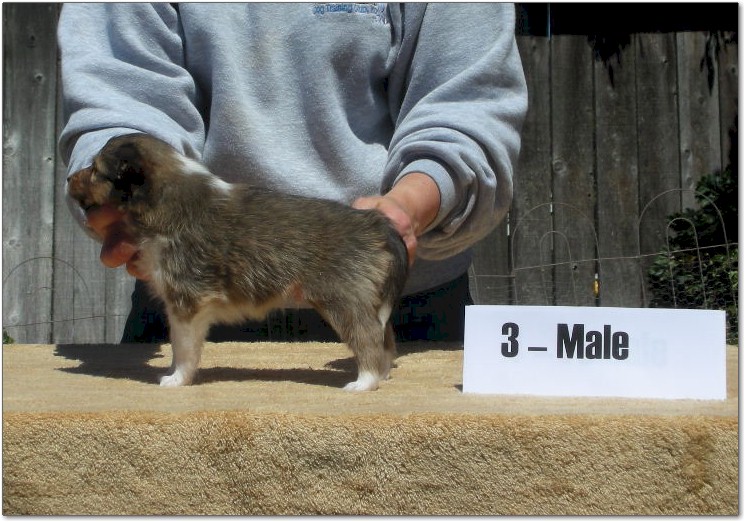 Razz / Hali - 3 - Male