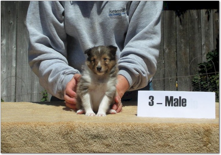 Razz / Hali - 3 - Male