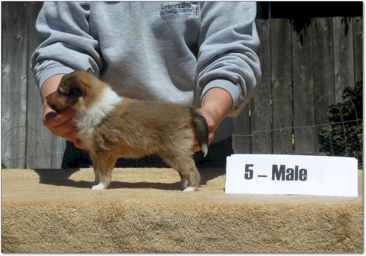 Razz / Hali - 5 - Male