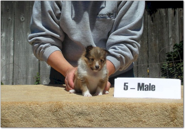 Razz / Hali - 5 - Male