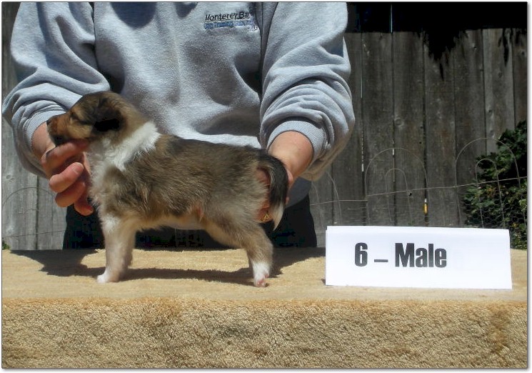 Razz / Hali - 6 - Male