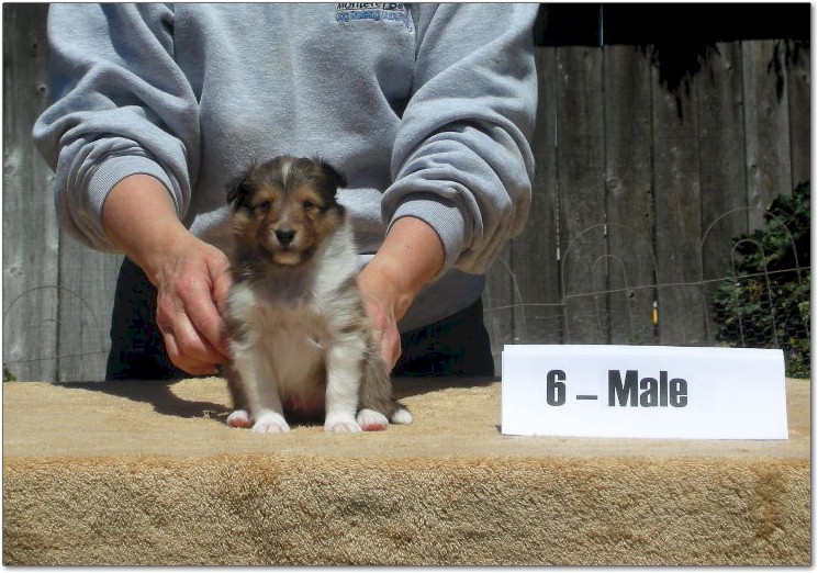 Razz / Hali - 6 - Male