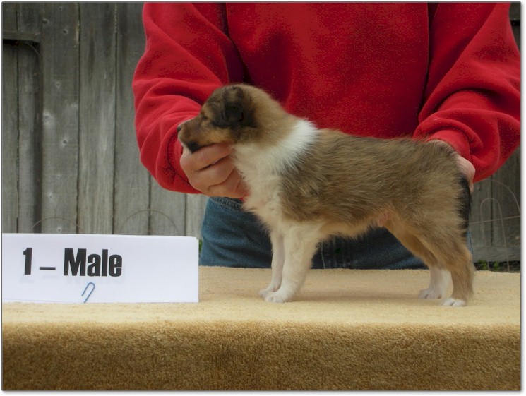 Razz / Hali - 1 - Male