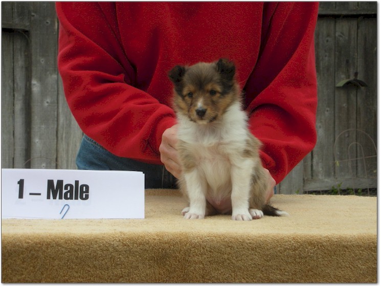 Razz / Hali - 1 - Male
