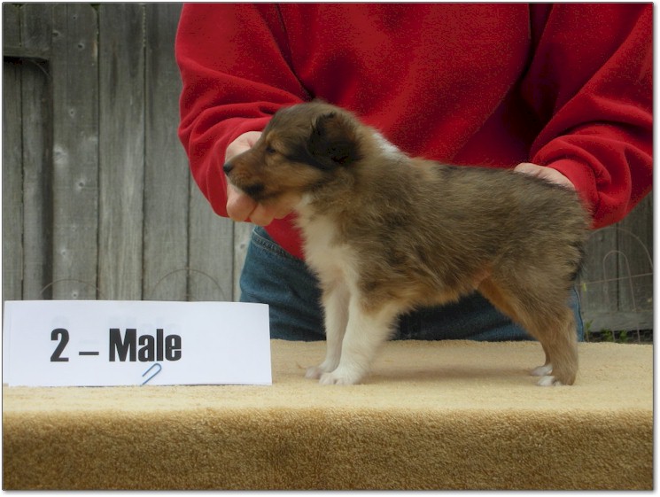 Razz / Hali - 2 - Male