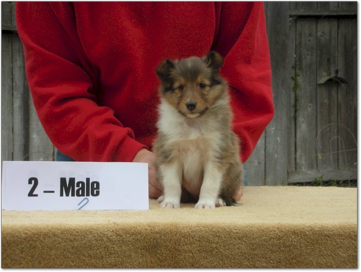Razz / Hali - 2 - Male