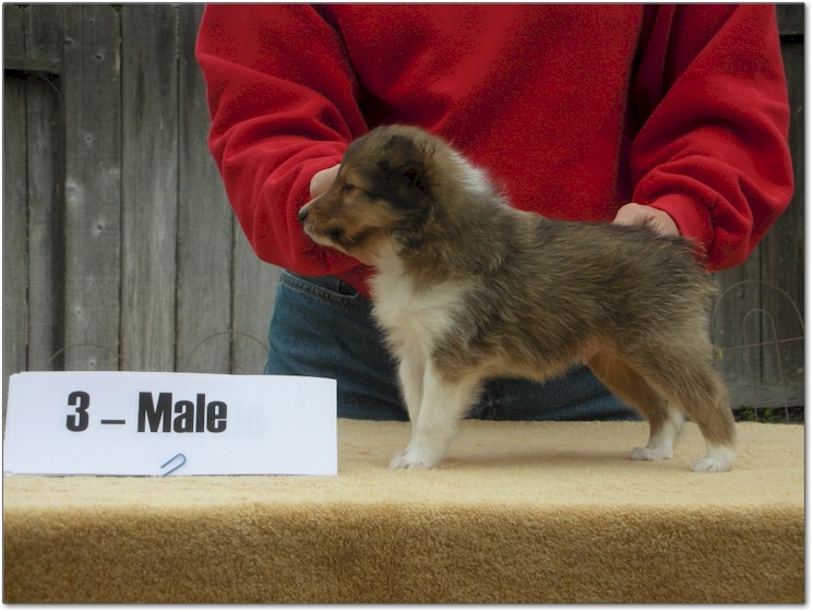 Razz / Hali - 3 - Male