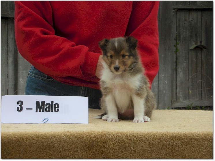 Razz / Hali - 3 - Male