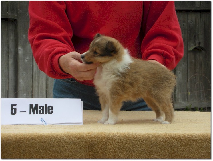 Razz / Hali - 5 - Male