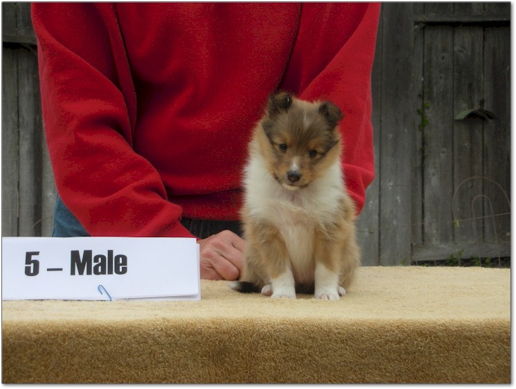 Razz / Hali - 5 - Male