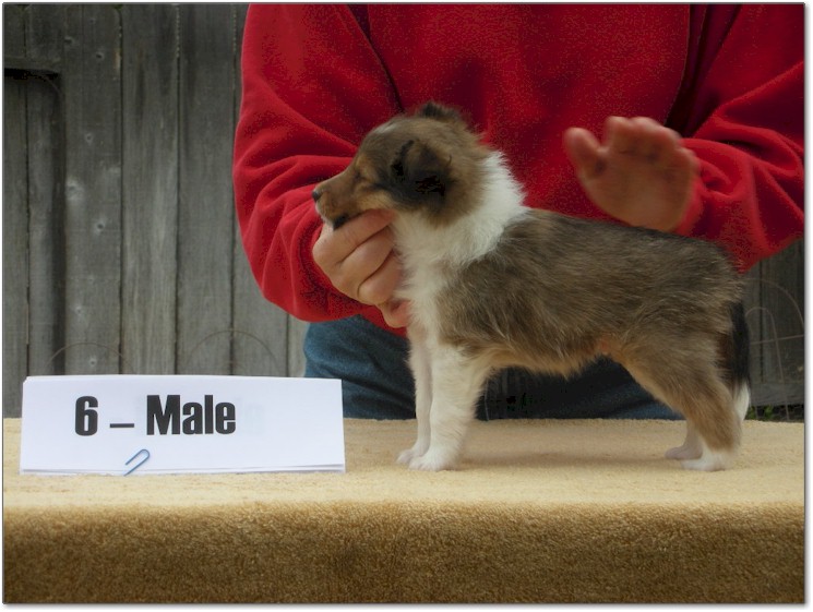 Razz / Hali - 6 - Male