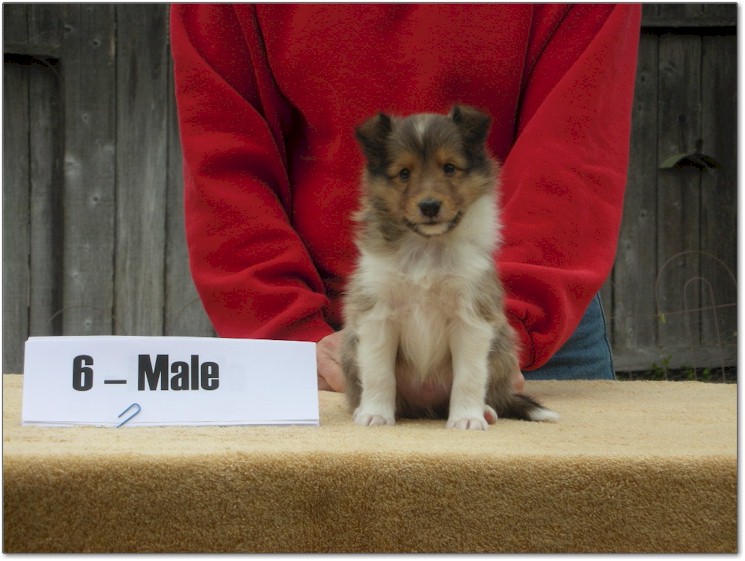 Razz / Hali - 6 - Male