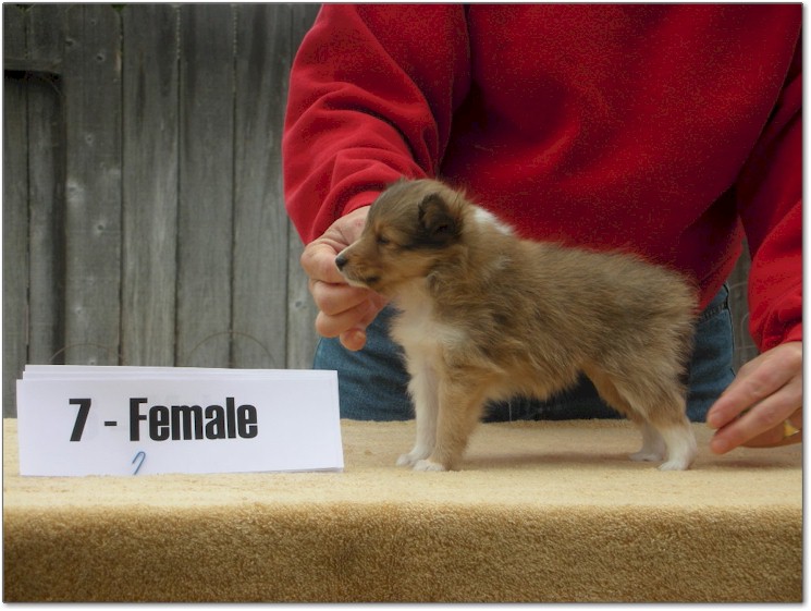 Razz / Hali - 7 - Female