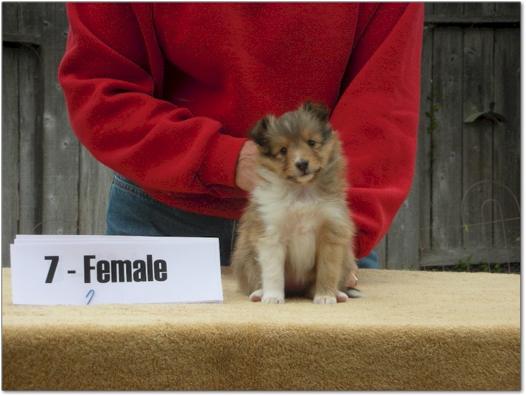 Razz / Hali - 7 - Female