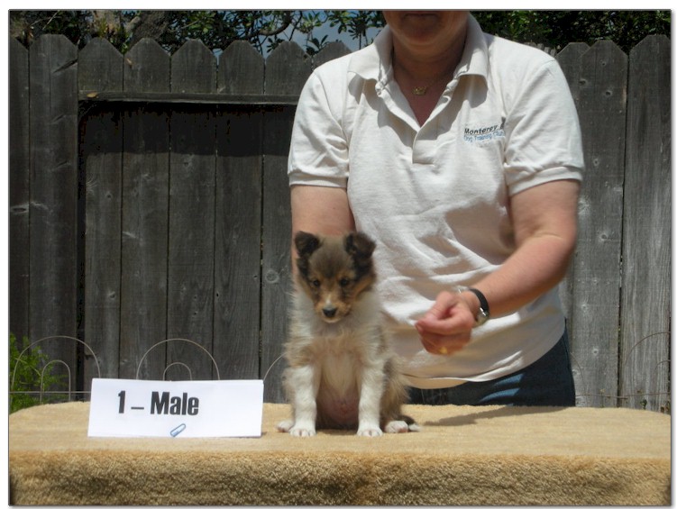 Razz / Hali - 1 - Male