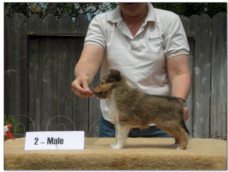 Razz / Hali - 2 - Male