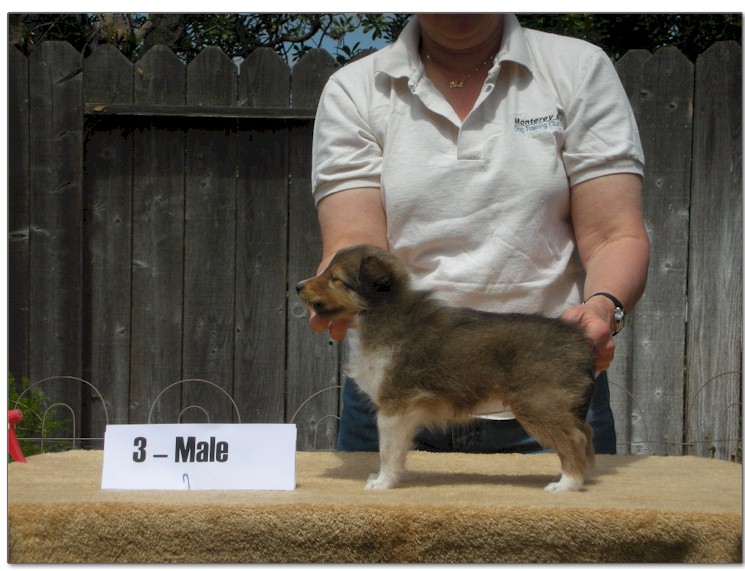 Razz / Hali - 3 - Male