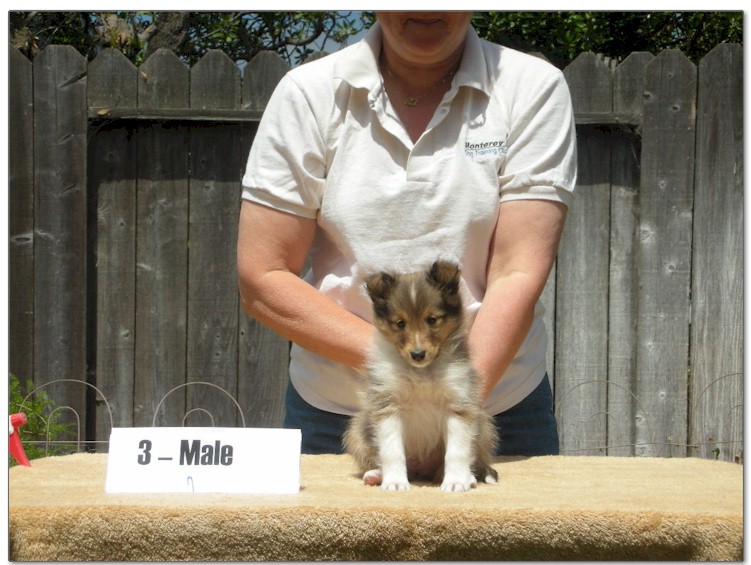 Razz / Hali - 3 - Male