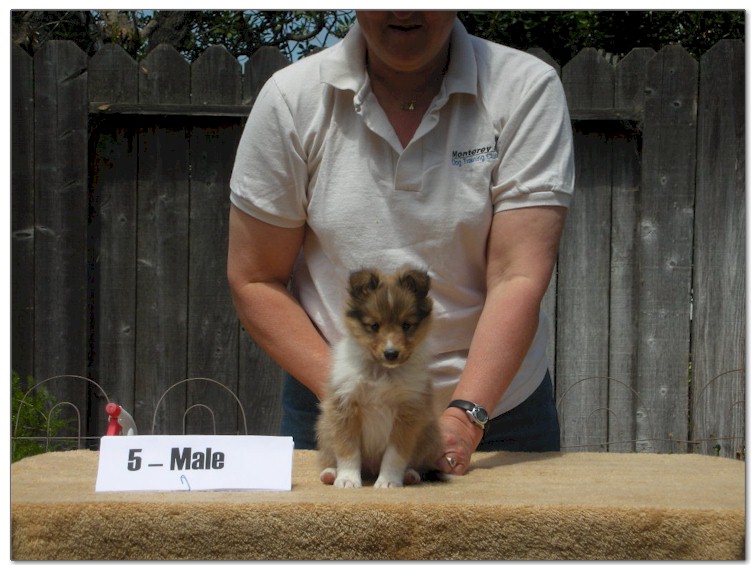 Razz / Hali - 5 - Male