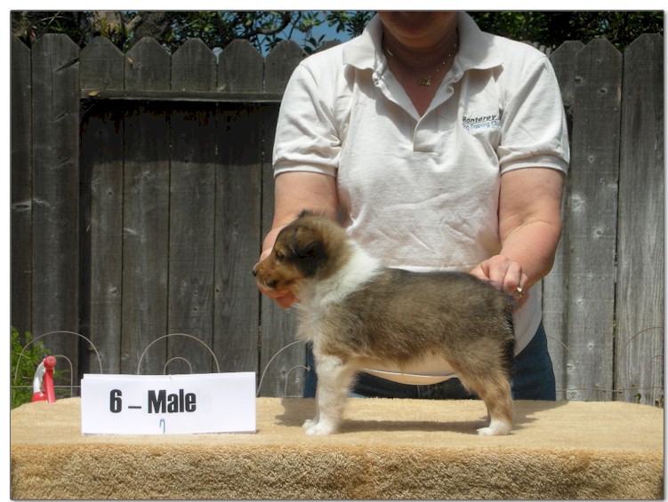 Razz / Hali - 6 - Male