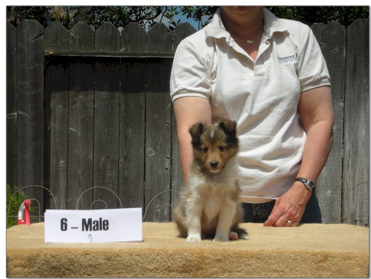 Razz / Hali - 6 - Male