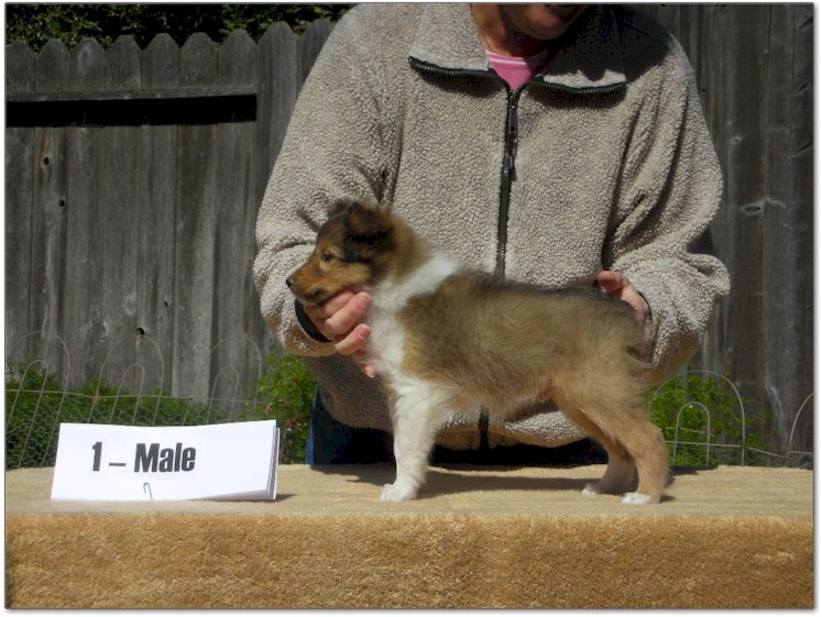 Razz / Hali - 1 - Male