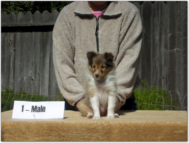 Razz / Hali - 1 - Male