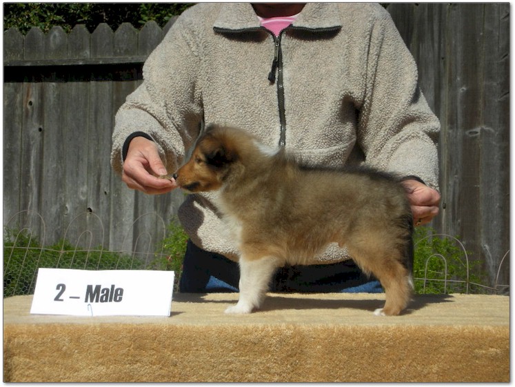 Razz / Hali - 2 - Male