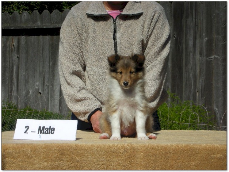 Razz / Hali - 2 - Male