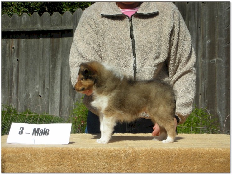 Razz / Hali - 3 - Male