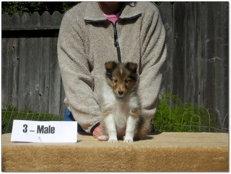 Razz / Hali - 3 - Male