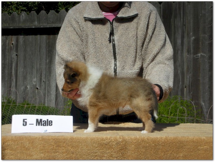 Razz / Hali - 5 - Male