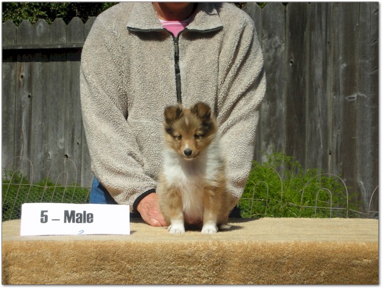 Razz / Hali - 5 - Male