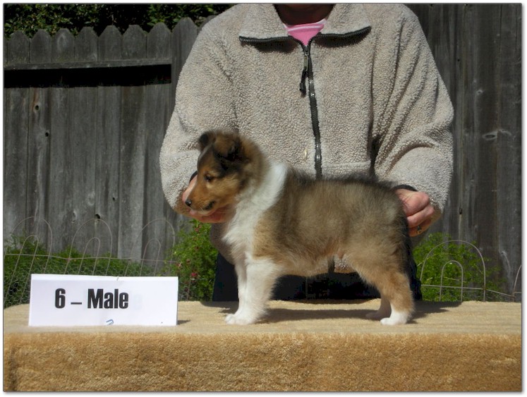 Razz / Hali - 6 - Male