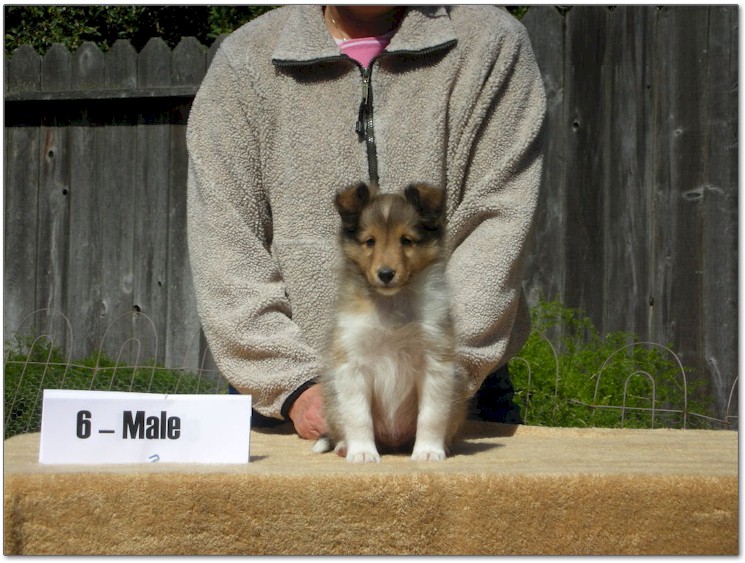 Razz / Hali - 6 - Male
