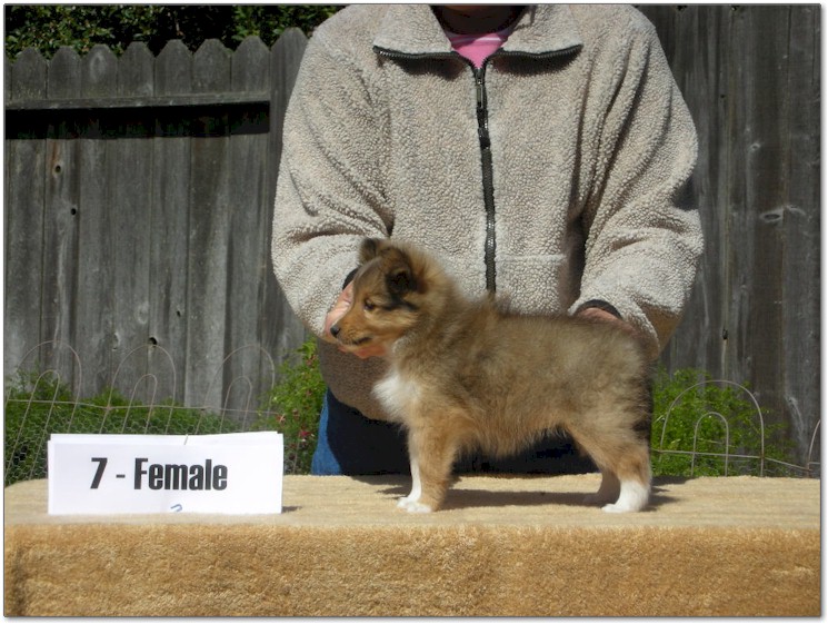 Razz / Hali - 7 - Female