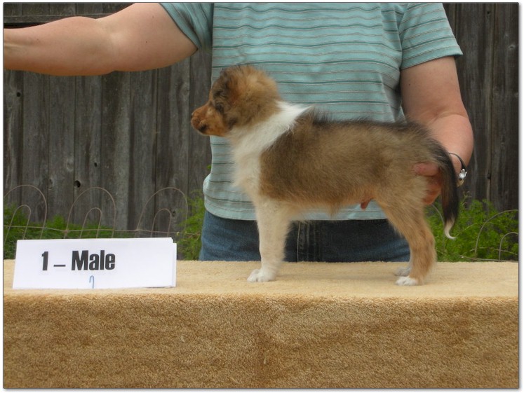 Razz / Hali - 1 - Male